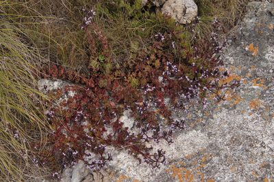 Aeollanthus serpiculoides, photographed by Tony Rebelo