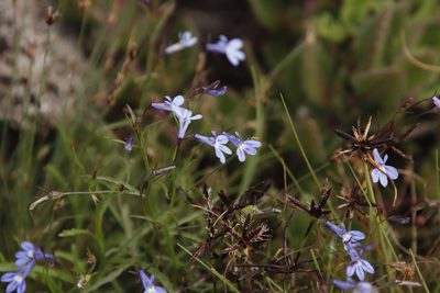 Lobelia erinus, photographed by Tony Rebelo