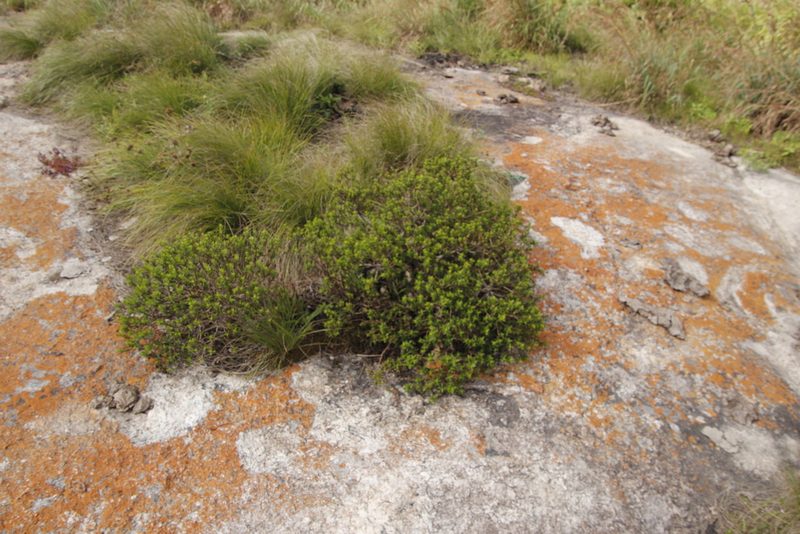 Crassula sarcocaulis, photographed by Tony Rebelo