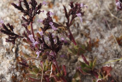 Aeollanthus serpiculoides, photographed by Tony Rebelo