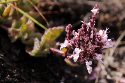 Aeollanthus serpiculoides, photographed by Tony Rebelo