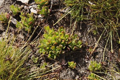 Aeollanthus serpiculoides, photographed by Tony Rebelo
