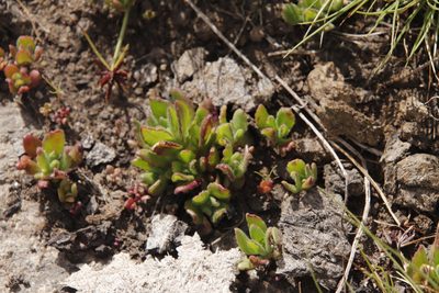 Aeollanthus serpiculoides