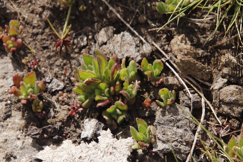 Aeollanthus serpiculoides, photographed by Tony Rebelo