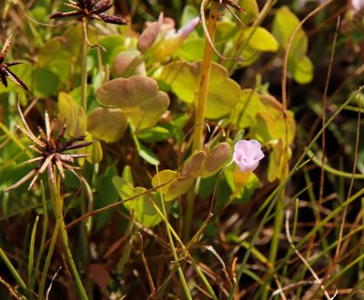 Oxalis obliquifolia, photographed by Tony Rebelo
