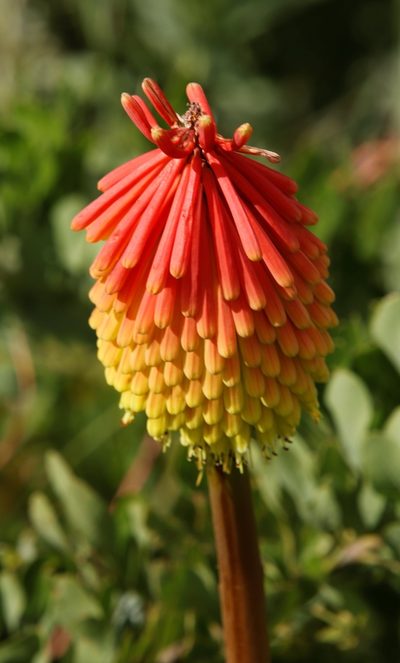 Kniphofia linearifolia, photographed by Tony Rebelo