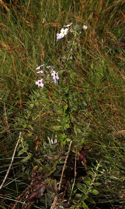 Jamesbrittenia carvalhoi, photographed by Tony Rebelo