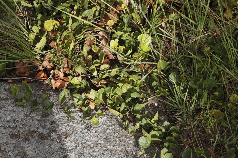Rhynchosia monophylla, photographed by Tony Rebelo