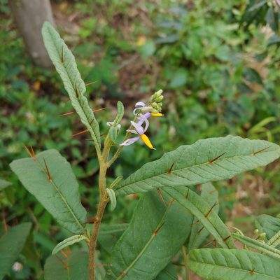 Solanum bahamense, photographed by Kurt Miller