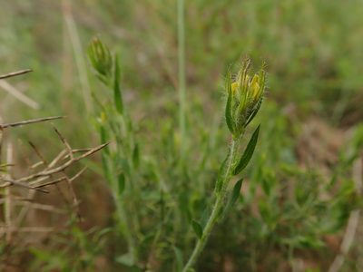 Genista tournefortii, photographed by Daniel Cahen