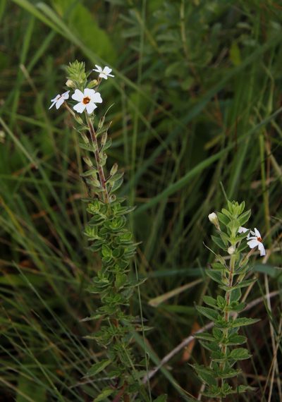 Jamesbrittenia carvalhoi, photographed by Tony Rebelo
