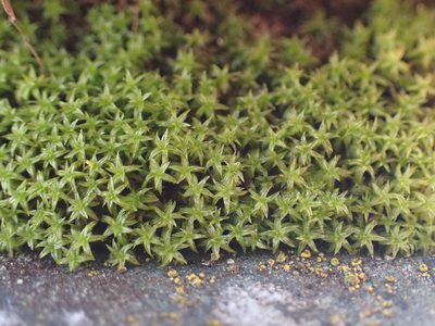 Zygodon rupestris, photographed by Randal