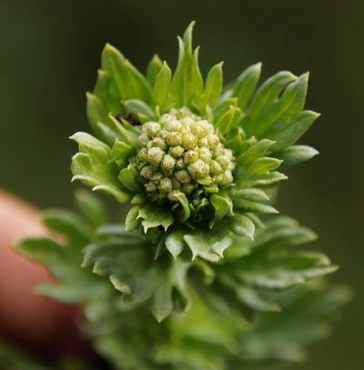 Schistostephium crataegifolium, photographed by Tony Rebelo