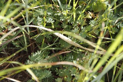 Aeschynomene rhodesiaca, photographed by Tony Rebelo