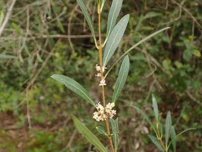 Phillyrea angustifolia, photographed by Daniel Cahen