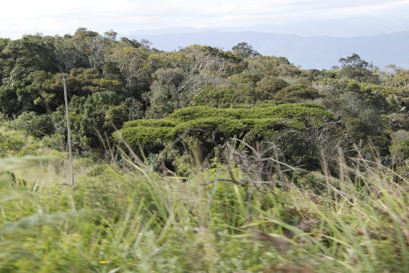 Vachellia abyssinica, photographed by Tony Rebelo