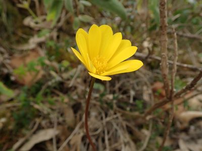 Anemone palmata, photographed by Daniel Cahen