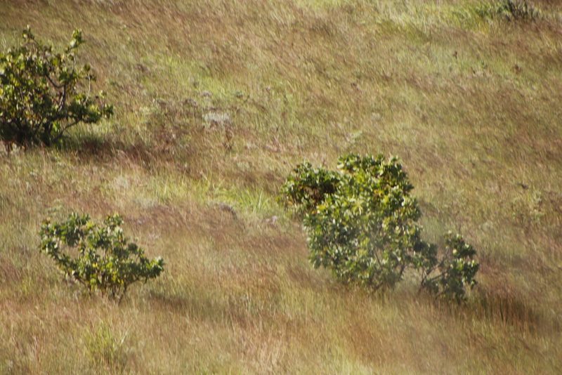 Protea gaguedi, photographed by Tony Rebelo
