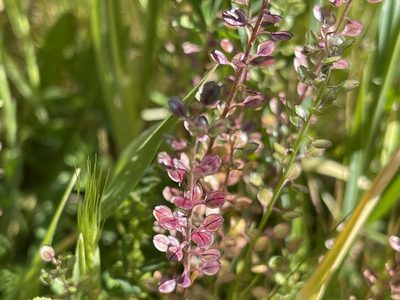 Lepidium nitidum, photographed by rappman