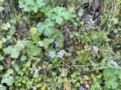 Micranthes californica, photographed by rappman