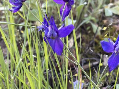 Delphinium patens, photographed by rappman