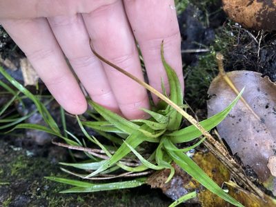 Astelia hastata, photographed by Danielle