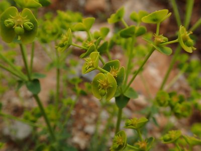 Euphorbia segetalis, photographed by Daniel Cahen
