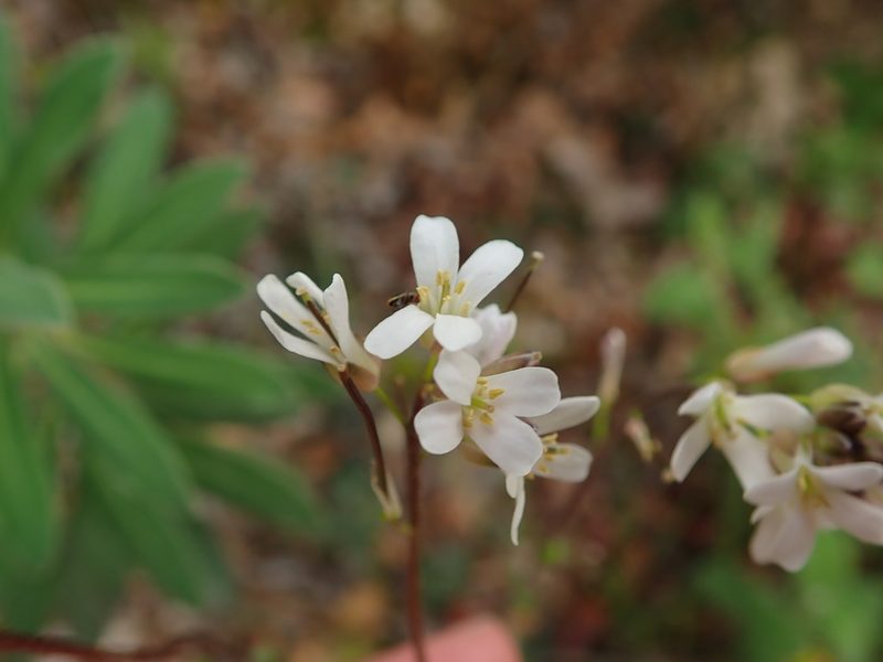 Arabis sadina, photographed by Daniel Cahen