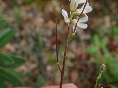 Arabis sadina, photographed by Daniel Cahen