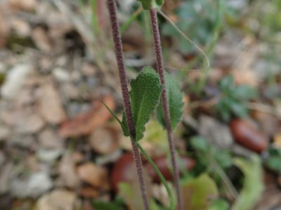 Arabis sadina, photographed by Daniel Cahen