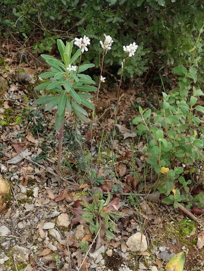 Arabis sadina, photographed by Daniel Cahen
