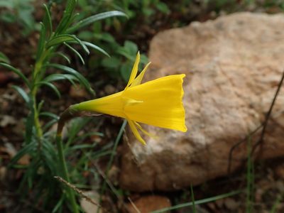 Narcissus bulbocodium, photographed by Daniel Cahen