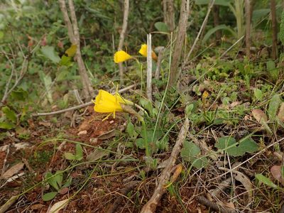 Narcissus bulbocodium, photographed by Daniel Cahen
