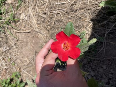 Hibiscus martianus, photographed by Evelyn Lazzaretti 🏳️‍⚧️