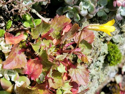 Erythranthe nasuta, photographed by Kristin M. Tolle