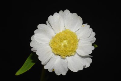 Polymnia johnbeckii, photographed by Brian Finzel
