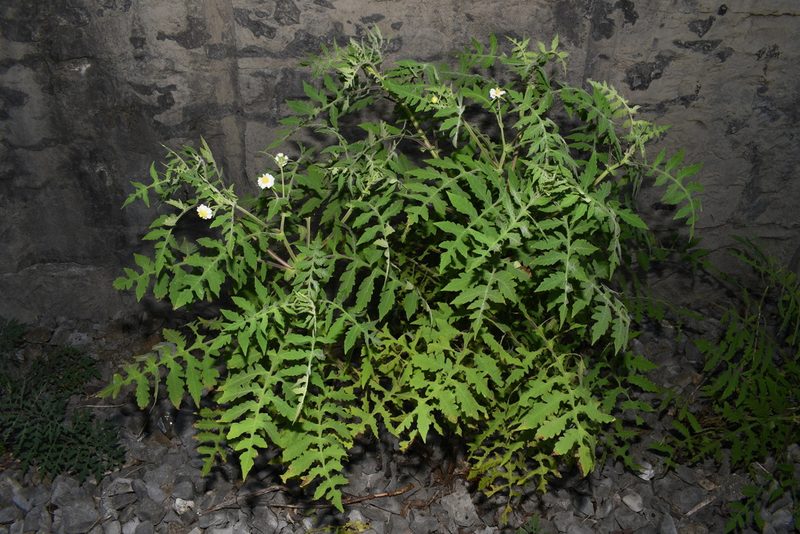 Polymnia johnbeckii, photographed by Brian Finzel