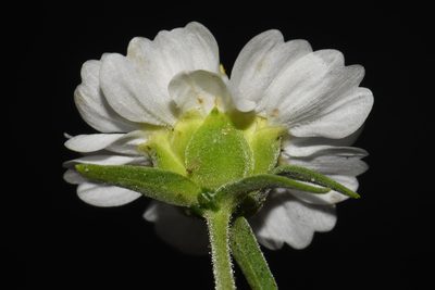 Polymnia johnbeckii, photographed by Brian Finzel