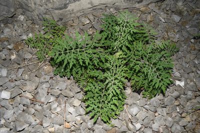 Polymnia johnbeckii, photographed by Brian Finzel