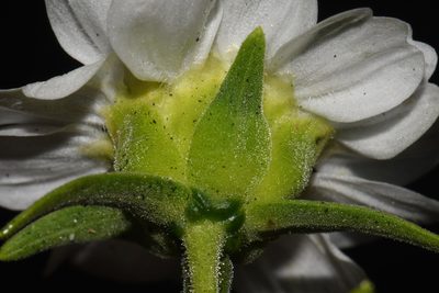 Polymnia johnbeckii, photographed by Brian Finzel