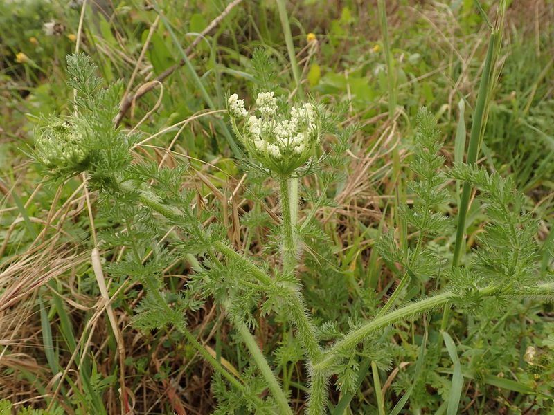 Daucus muricatus, photographed by Daniel Cahen