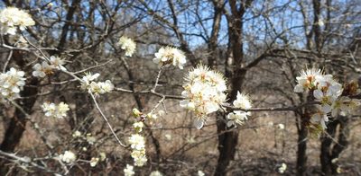 Prunus mexicana, photographed by saltyhiker