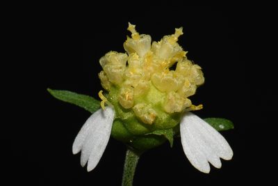 Polymnia laevigata, photographed by Brian Finzel