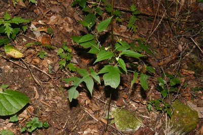 Polymnia laevigata, photographed by Brian Finzel
