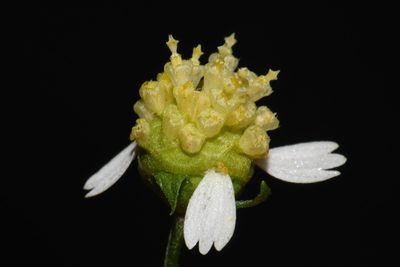 Polymnia laevigata, photographed by Brian Finzel