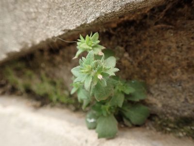 Campanula erinus, photographed by Daniel Cahen
