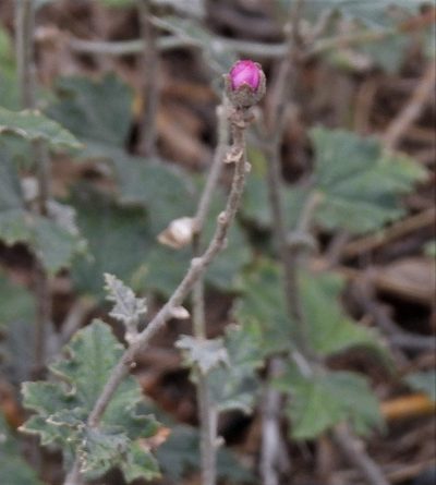 Sphaeralcea mendocina, photographed by Hugo Hulsberg