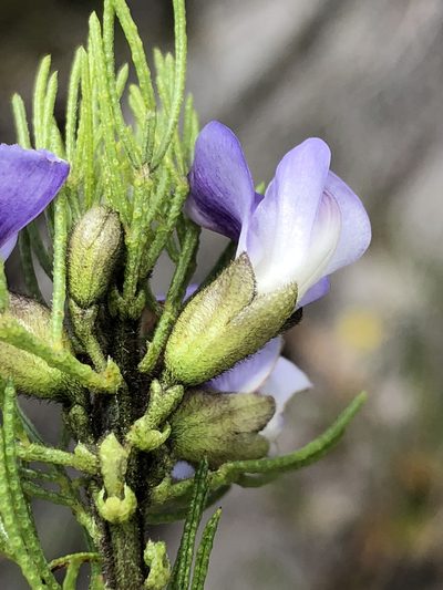 Psoralea kougaensis, photographed by Dave U