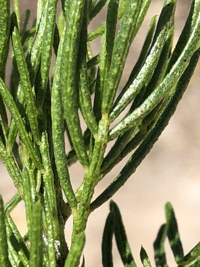 Psoralea kougaensis, photographed by Dave U