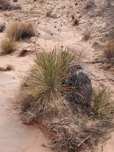 Yucca utahensis, photographed by Craig Martin